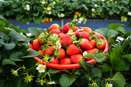 농장 딸기 재배시설 딸기꽃