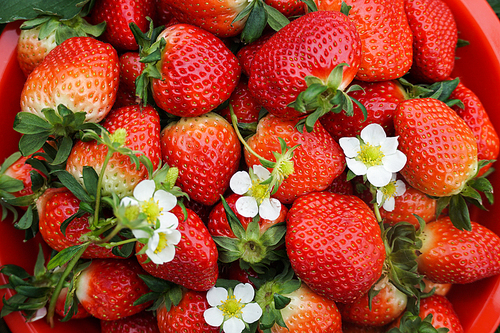 농장 딸기 재배시설 딸기꽃