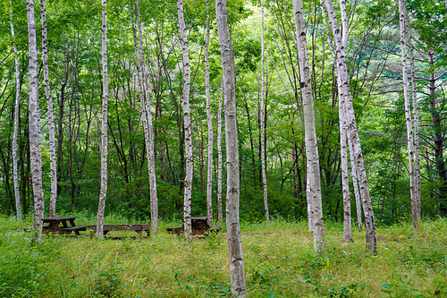 아침가리계곡 상류 백두대간트레일 6구간 자작나무 숲