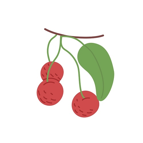 Red ripe berries hanging on cherry tree branch. Sweet raw fresh fruits and leaf growing on orchard plant. Flat vector illustration isolated on white background.