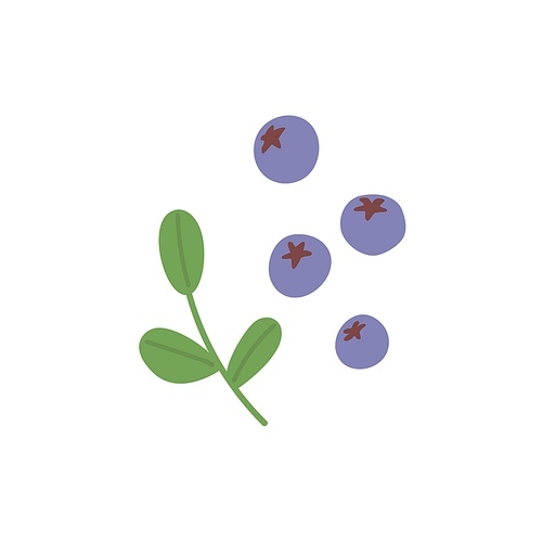 Blueberry and leaf composition. Scattered bilberries and leaves. Fresh ripe blue berries of huckleberry plant. Flat vector illustration of simple bog whortleberry isolated on white background.