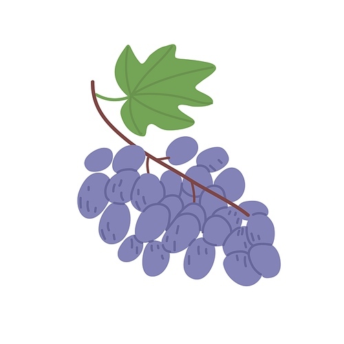 Purple grapes bunch hanging and growing on branch with leaf. Fresh ripe berry cluster on twig. Flat vector illustration of sweet summer fruits isolated on white background.