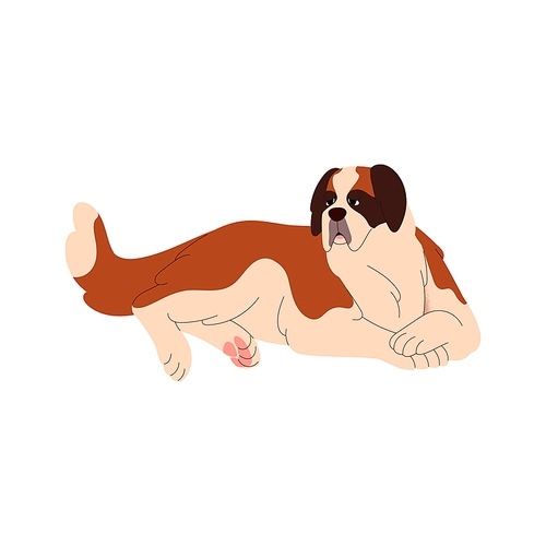 St Saint Bernard breed, big dog lying. Serious herding doggy, hairy beautiful purebred canine animal relaxing, resting. Flat vector illustration isolated on white background.