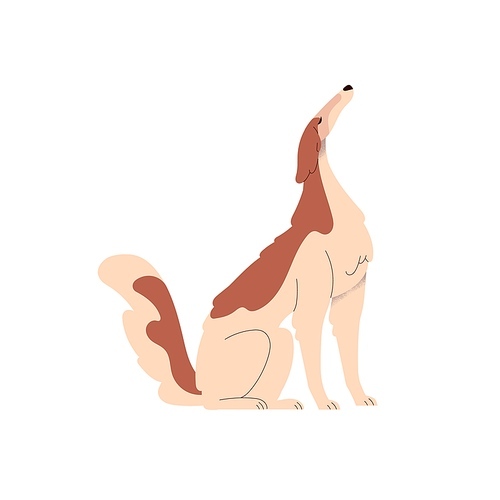 Borzoi dog. Cute graceful doggy of Russian Hunting Sighthound breed. Proud elegant bicolor canine animal with long muzzle, profile, side view. Flat vector illustration isolated on white background.
