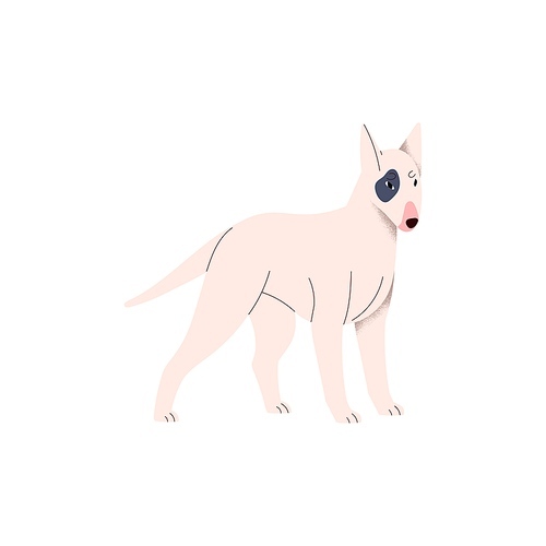 Cute little dog of Bull Terrier breed. Funny miniature puppy. Lovely small doggy, bicolor pup. Purebred Bullterrier canine animal standing. Flat vector illustration isolated on white background.