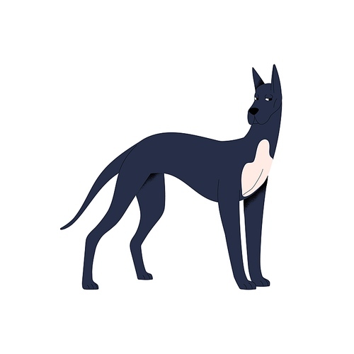 Graceful dog of Great Dane breed. Cautious bewared doggy looking suspicious, skeptical. Funny cute tall canine animal pet with cropped ears. Flat vector illustration isolated on white background.