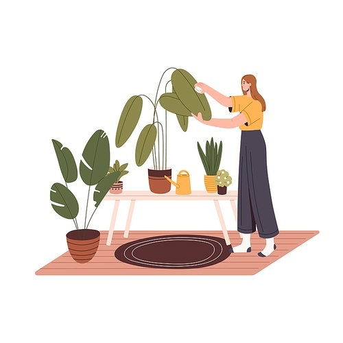 Woman in home garden, caring about potted foliage plants. Girl cleaning leaf of houseplant from dust. Person and green decoration in planters. Flat vector illustration isolated on white background.