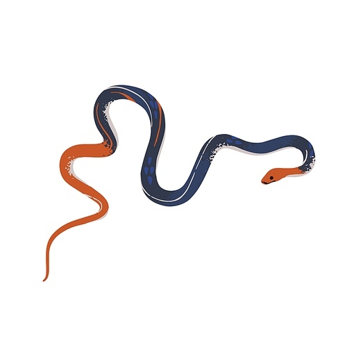 Red headed krait. Tropical poison snake with bright head, tail, black body. Venomous serpent, exotic reptile, dangerous animal. Rainforest fauna. Flat isolated vector illustration on white background.