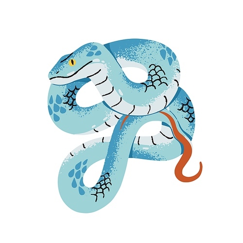 Tropical poison snake with blue scale. White lipped pit or tree viper. Exotic serpent with bright skin. Venomous reptile animal. Dangerous fauna of jungle. Flat isolated vector illustration on white.