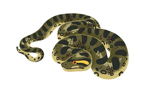 Giant green anaconda. Common water boa. Huge exotic tropical serpent. Dangerous big Amazonian snake. Terrarium animal of rainforest, jungle fauna. Flat isolated vector illustration on white background.