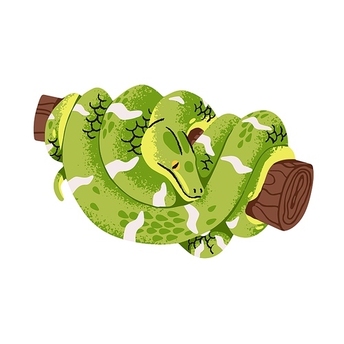 Common boa constrictor with green scale. Exotic big snake rest on tree. Tropical reptile curled about branch. Rainforest nature, terrarium fauna. Flat isolated vector illustration on white background.