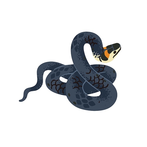 Grass or ringed snake, natrix. Serpent with black scale on body and yellow spots on head. European forest fauna, terrarium pet, crawling animal. Flat isolated vector illustration on white background.