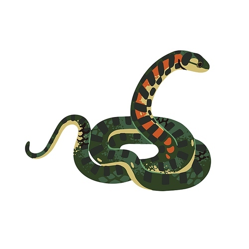 Tiger keelback. Poison snake with patterned scale. Exotic venomous serpent. Spotted viper from eastern forests. Terrarium animal, dangerous reptile. Flat isolated vector illustration on white.