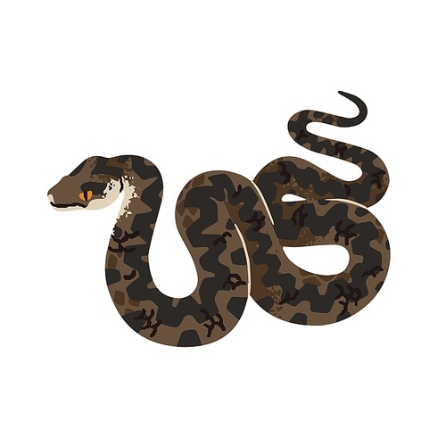 Vipera berus. Common viper. European adder. Venomous snake with patterned skin. Poisonous serpent of forests of Europa. Woodland dangerous animal. Flat isolated vector illustration on white background.