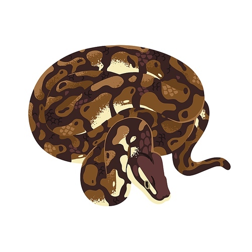 Asian or Indian rock python, common constrictor. Large boa with spotted skin, patterned scale. Exotic reptile, tropical animal. Dangerous fauna. Flat isolated vector illustration on white background.