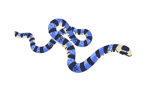 Belcher sea snake. Malayan blue krait. The most venomous serpent. Exotic poisonous reptile with striped scale. Dangerous fauna of Asia, Indonesia. Flat isolated vector illustration on white background.