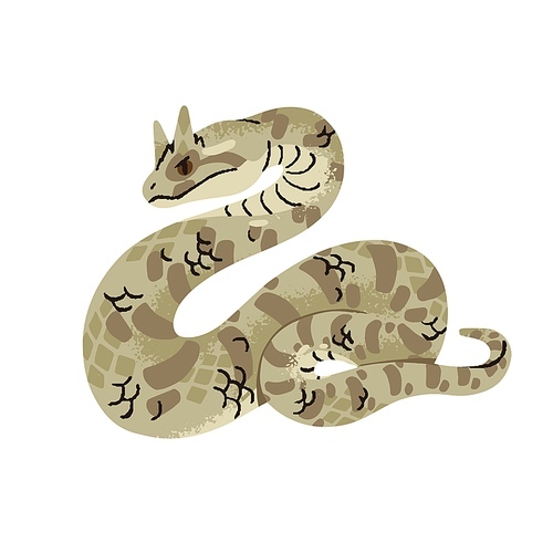 Saharan or desert horned viper. African venomous snake with sandy color of scale. Exotic poisonous serpent with horns on head. Sahara fauna, animal, reptile. Flat isolated vector illustration on white.