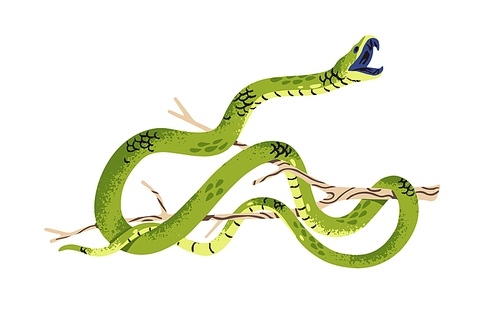 Western green mamba attacks. Venomous slender snake on tree branch. Dangerous exotic serpent with open mouth. Tropical reptile of African rainforest. Flat isolated vector illustration on white.