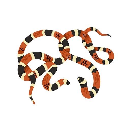 Scarlet kingsnake with striped scale. Milk snake or venomous coral viper, American cobra. Exotic serpent, tropical animal. Forest fauna, terrarium pet. Flat isolated vector illustration on white.