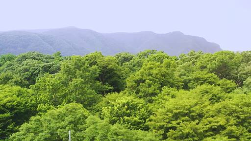 나무가 우거져 초록이 무성한 경상북도 의성의 숲 항공 및 드론 촬영 영상