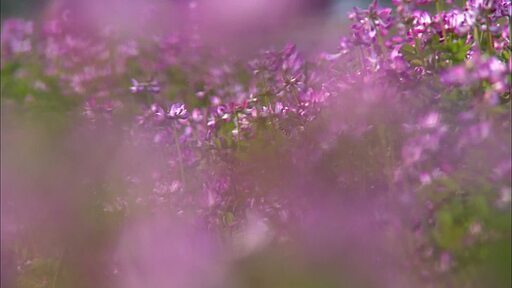 들판에 아름답게 피어있는 자운영꽃으로 카메라 포커스가 이동하는