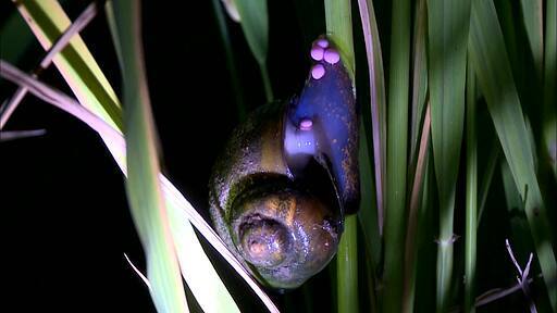 밤에 초록색 모에 왕우렁이가 핑크색 알을 산란하는 미속 촬영 영상