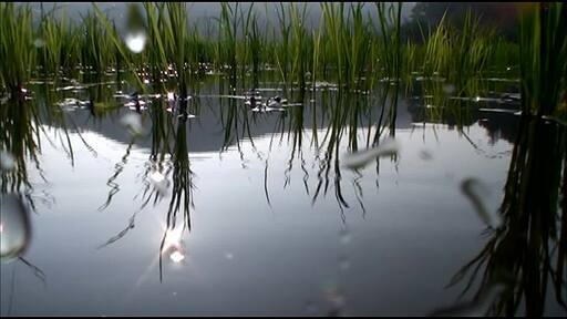 논의 물속으로 카메라를 천천히 넣어보니 수많은 물벼룩이 떼지어 움직이는 모습