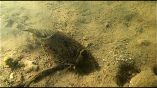 화석 새우 긴꼬리 투구새우가 물속에서 움직이는 초근접 촬영 영상