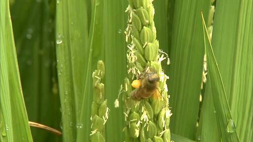 초록색 벼에 핀 작고 하얀 꽃에 꿀벌이 찾아와 꽃가루를 묻히는 미속 촬영 영상
