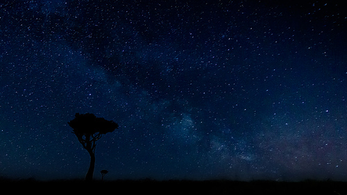 라이프 오브 사만다-밤의 초원풍경