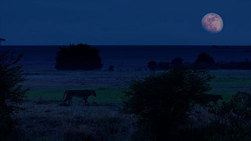 라이프 오브 사만다-밤의 초원풍경