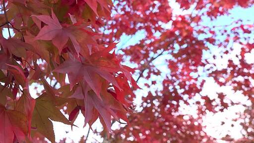 가을 하늘 아래 빨갛고 노랗게 물든 단풍잎 클로즈업