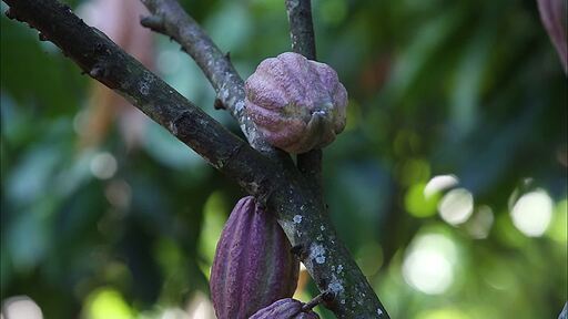 보라색 커다란 카카오 열매가 카카오 나무에 주렁주렁 매달려있는