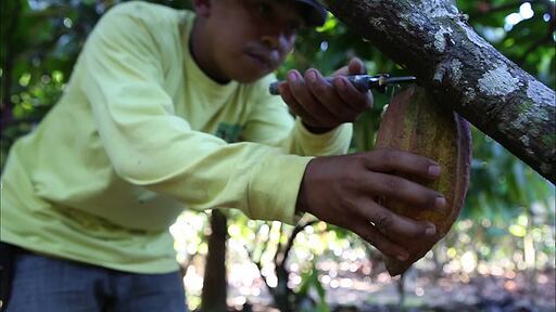카카오 농장의 농민이 카카오 열매를 따서 반으로 쪼갠 뒤 드러나는 흰색 과육과 카카오 콩