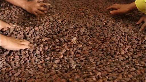 잘 구워져 초콜릿 색이 나오는 수북히 쌓인 카카오 콩을 선별하는 사람들