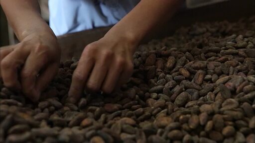 수북히 쌓인 구운 초콜릿 색의 카카오 콩을 선별하고 채로 쳐서 껍질을 날린 뒤 자루에 담는