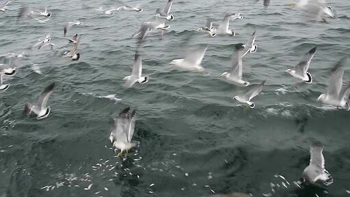 바다위에 버려진 작은 물고기를 먹기 위해 몰려드는 하얀 갈매기들