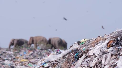 스리랑카 올루빌 팔라카두 폐기물 처리장에서 먹이를 찾고있는 코끼리들