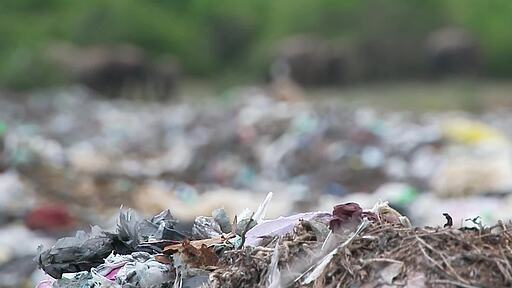 스리랑카 올루빌 팔라카두 폐기물 처리장의 쓰레기 더미 넘어로 보이는 코끼리들