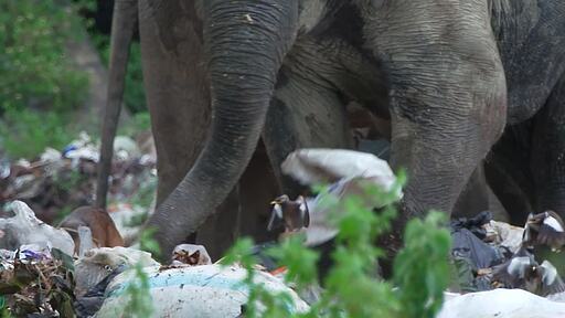 여러마리의 코끼리들이 쓰레기 더미에서 먹이활동을 하는 장면