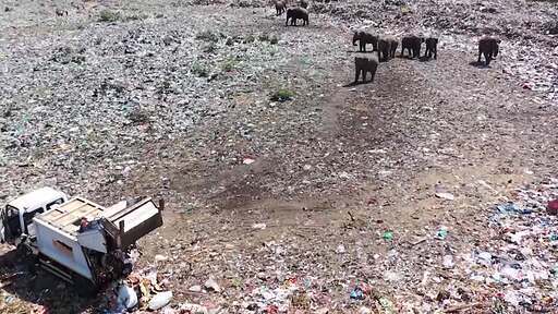 스리랑카 올루빌 팔라카두 폐기물 처리장에서 쓰레기 차가 패기물을 버리고 코끼리들이 지켜보는