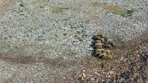 여러마리의 코끼리들이 올두빌 팔라카우 폐기물 처리장의 쓰레기 더미에서 먹이활동을 하는 항공 촬영 영상