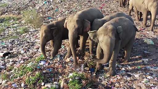 여러마리의 코끼리들이 올두빌 팔라카우 폐기물 처리장의 쓰레기 더미에서 먹이활동을 하는
