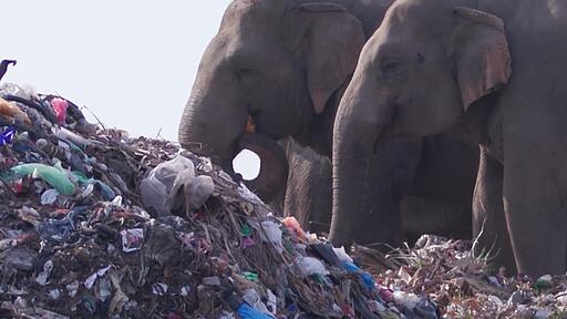 여러마리의 코끼리들이 올두빌 팔라카우 폐기물 처리장의 쓰레기 더미에서 먹이활동을 하는