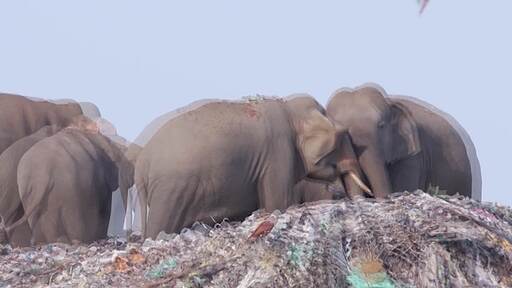 여러마리의 코끼리들이 올두빌 팔라카우 폐기물 처리장의 쓰레기 더미에서 먹이활동을 하다가 다투는