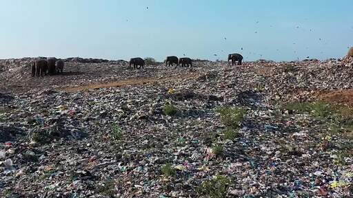 여러마리의 코끼리들이 올두빌 팔라카우 폐기물 처리장의 쓰레기 더미에서 먹이활동을 하는 항공 촬영 영상