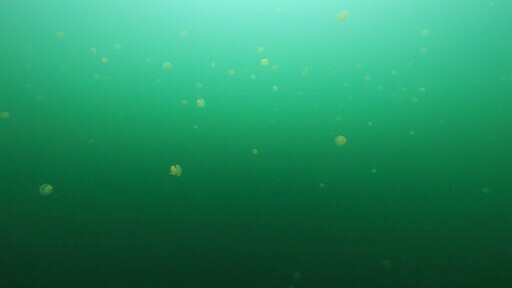 팔라우 해양 호수에서 수많은 촉수 없는 노란색 해파리가 호수에서 펄럭이며 헤엄치는