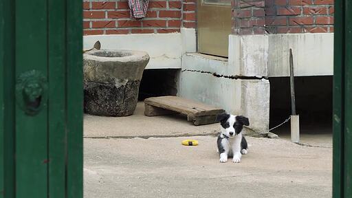 한국 시골의 오래된 가옥 마당에서 꼬리를 흔들고 있는 강아지