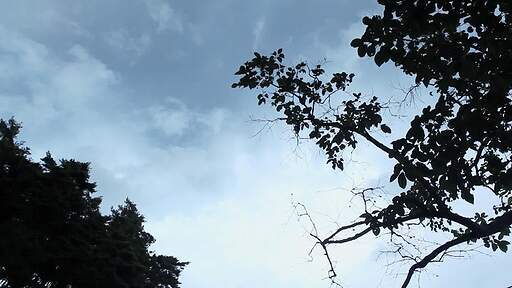 바람에 흔들리는 나무 실루엣과 뒤로 보이는 푸른 하늘