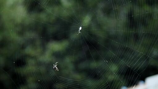 작은 거미가 얇은 거미줄을 따라 기어가는